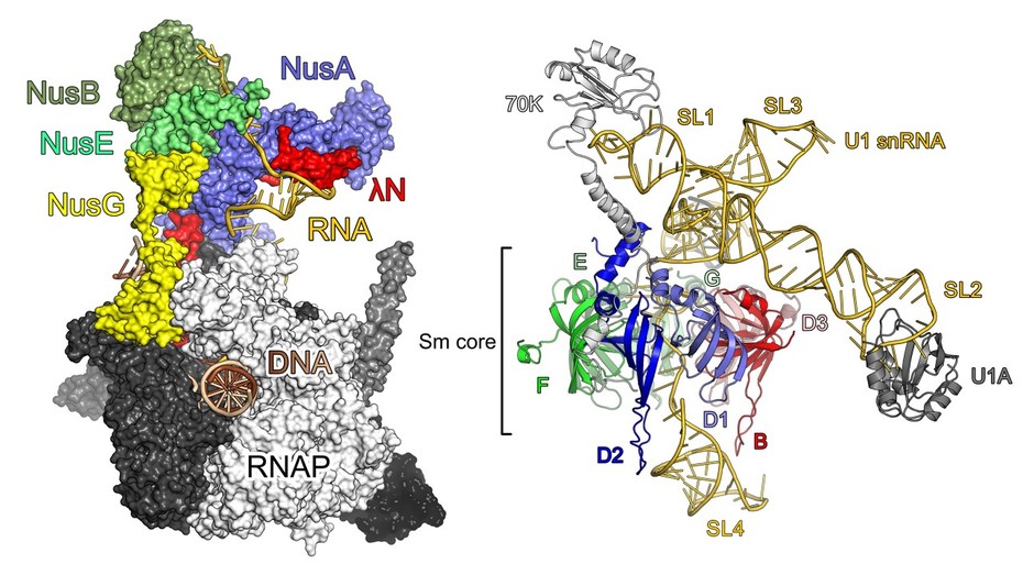 Left: Single-particle cryogenic electron microscopy structure of a λN-based transcription antitermination complex; Right: Crystal structure of native human U1 snRNP