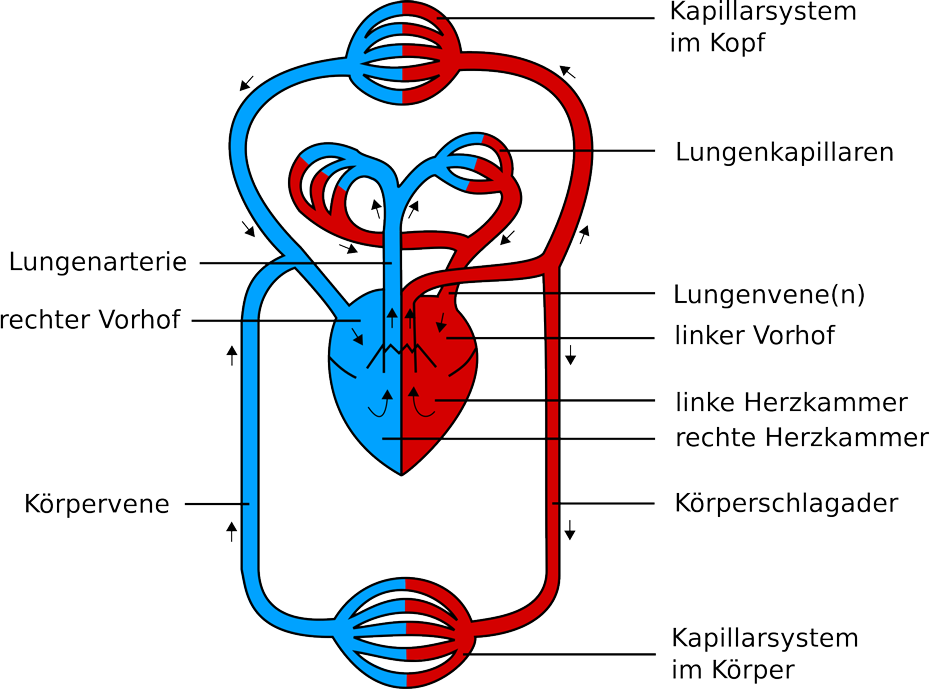 Herz-Kreislauf-System (rot = sauerstoffreiches Blut; blau = sauerstoffarmes Blut)