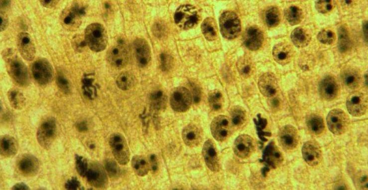Mikroskopische Aufnahmen von Mitosestadien (Allium cepa)
Quelle: Martine Forêt