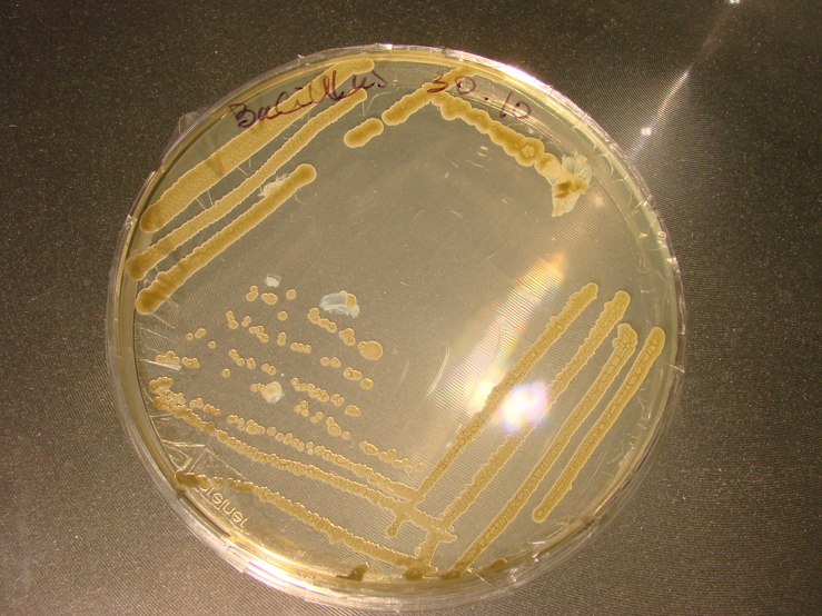 Dreiösenausstrich von Bacillus subtilis auf Agar-Medium
Quelle: Renate Bösche
