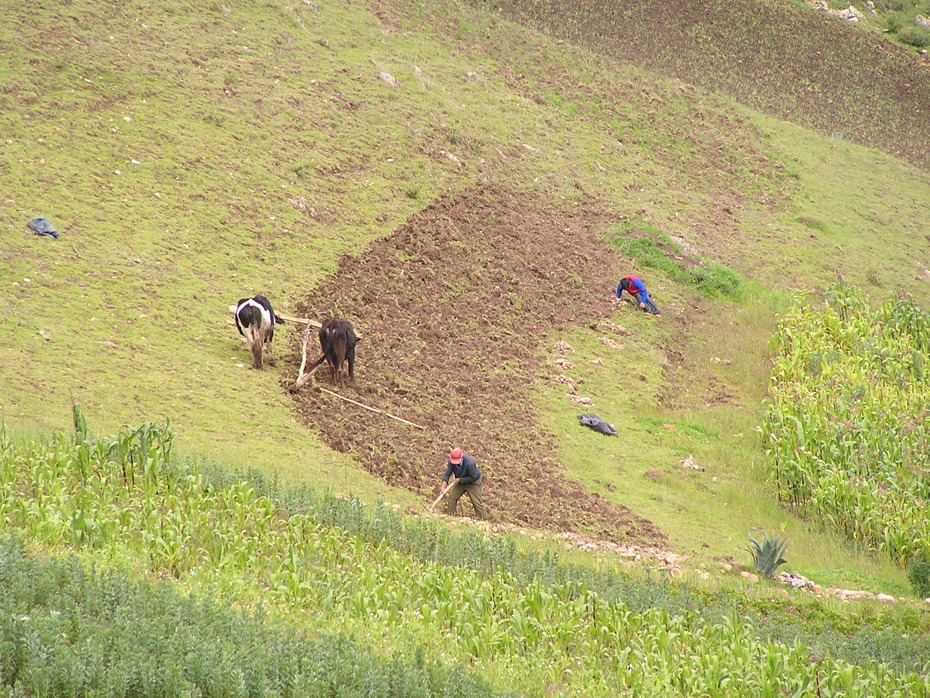 Ackerfeldbau in Peru
Quelle: J. Krois