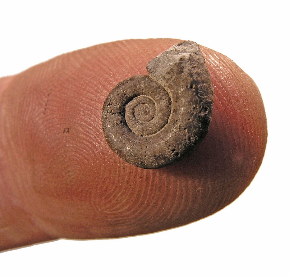 Ammonit
Quelle: J. Evers