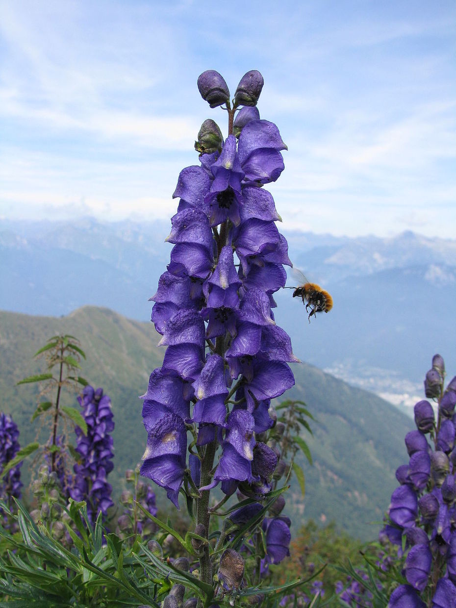 Der Blaue Eisenhut (Aconitum napellus) als Beispiel einer Arzneipflanze, fotografiert auf dem Monte Tamaro, Tessin, Schweiz