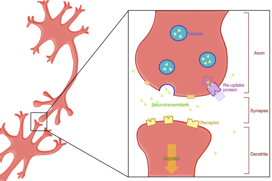 Synapse während der Rückaufnahme des ausgeschütteten Neurotransmitters.