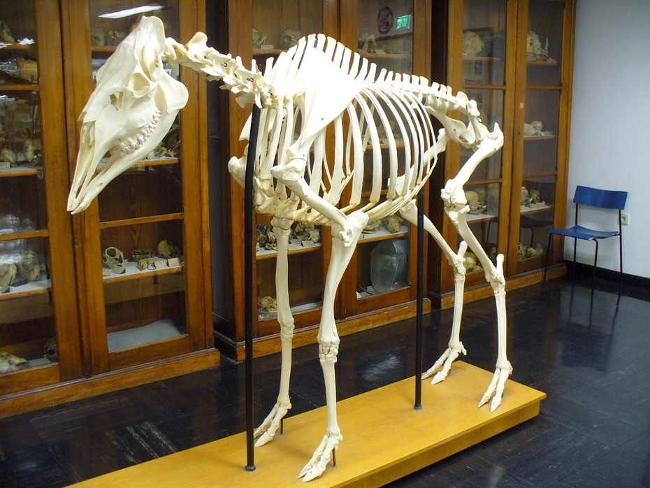 Skelett
Quelle: Institut für Veterinär-Anatomie