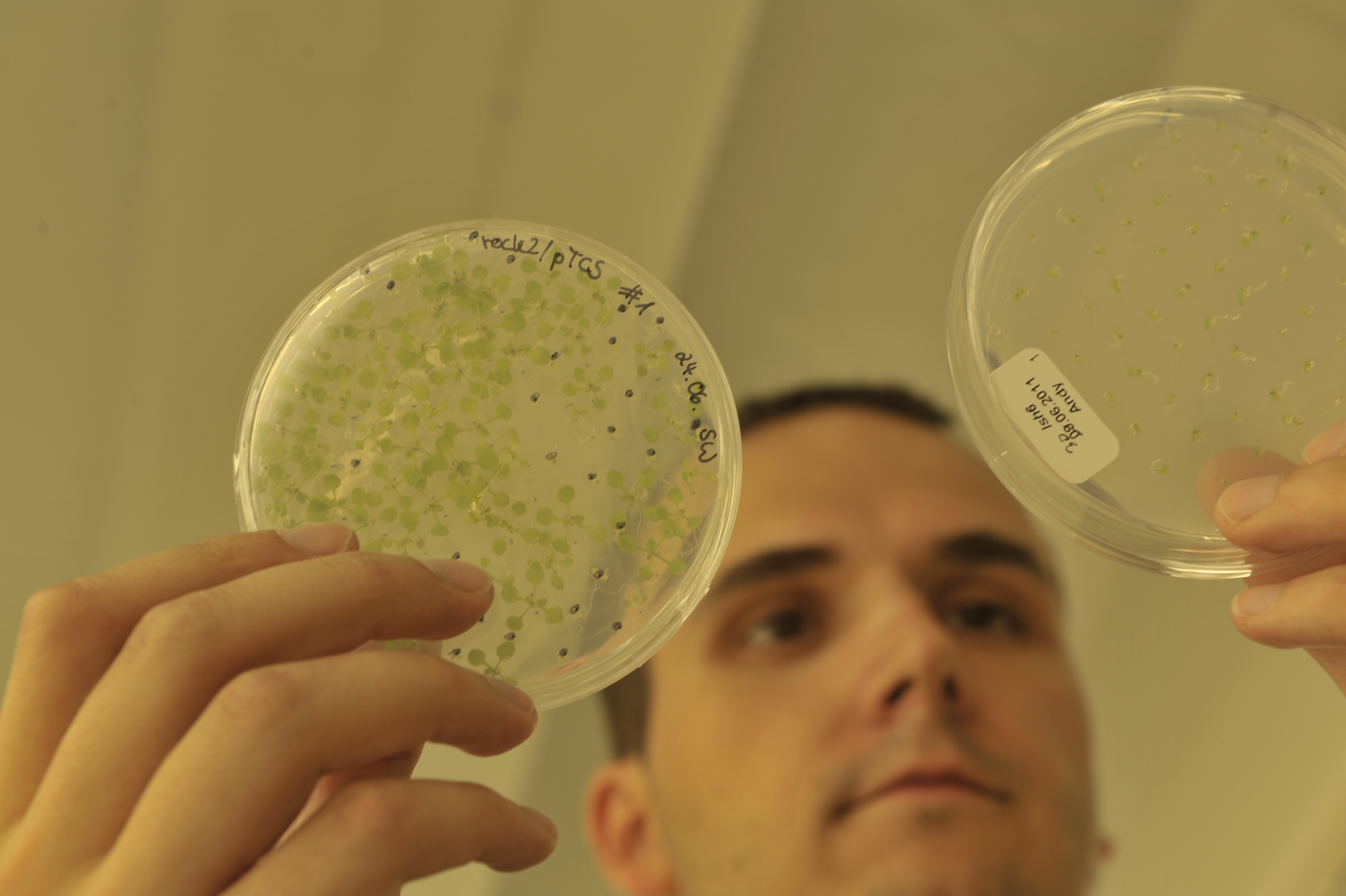 Bakterienwachstum auf Agarplatten
Quelle: Bernd Wannenmacher
