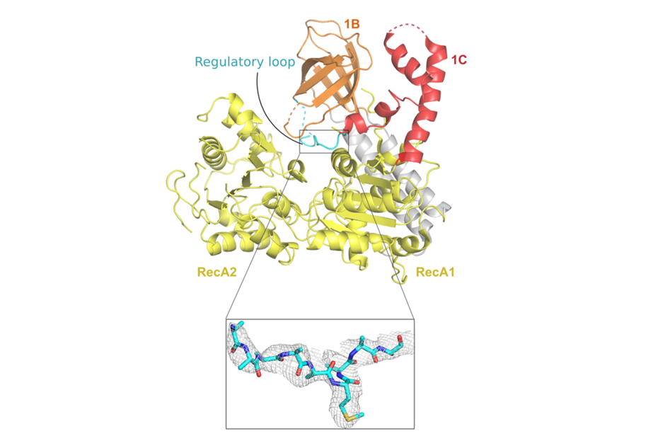 X-ray crystal structure of the RNA helicase UPF1 with a closeup of the electron density of a regulatory loop that adopts different structures in different splice isoforms of the helicase.