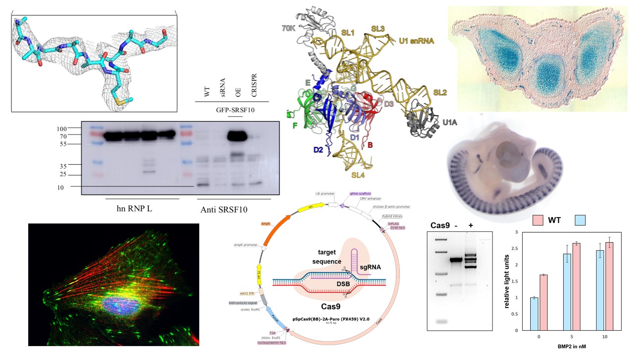 There are several research groups at the Department of Biochemistry focusing on different scientific questions and using various techniques.