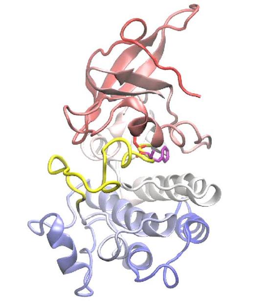 Epidermal growth factor receptor (EGFR) kinase