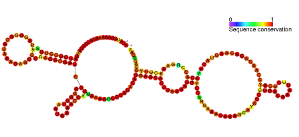 2D structure of the RNA HOTAIR (enlarged, cropped and legend moved up)