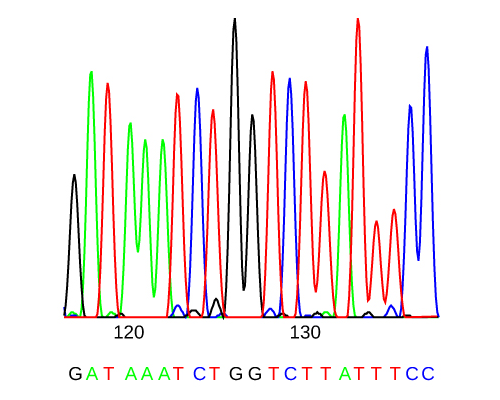 DNA sequence