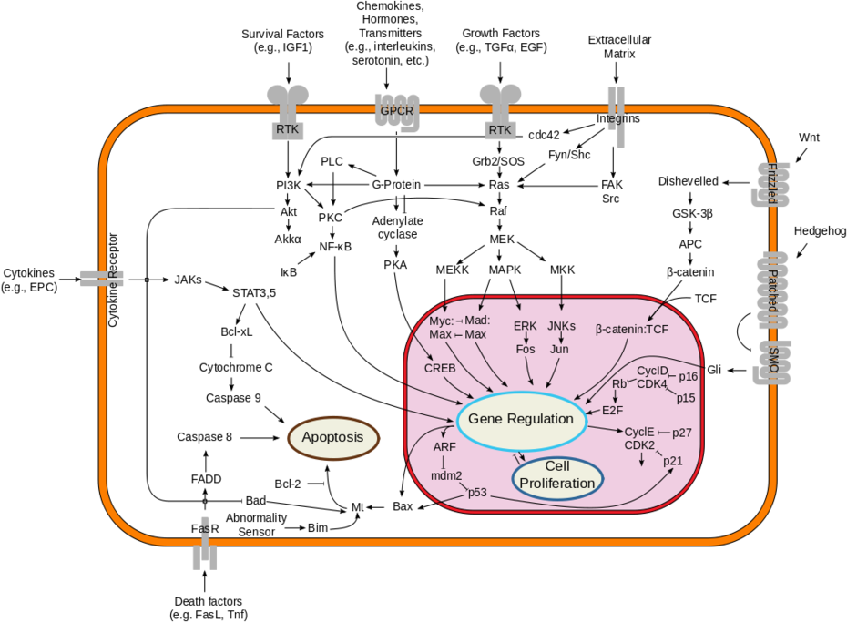 Signal transduction pathways