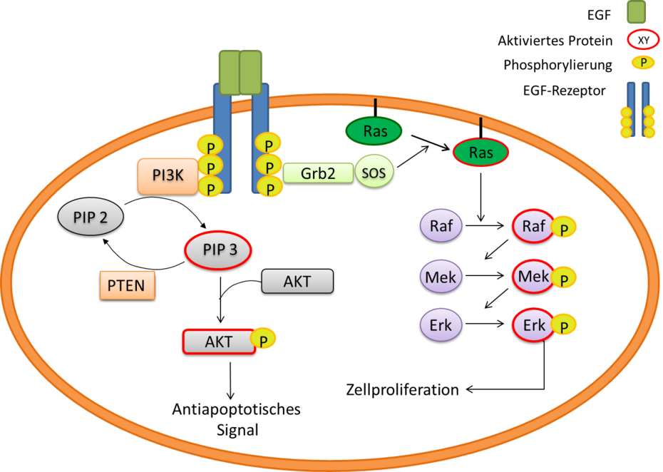 Signalkaskaden, die durch den EGF-Rezeptor ausgelöst werden
Quelle: Linn Voß