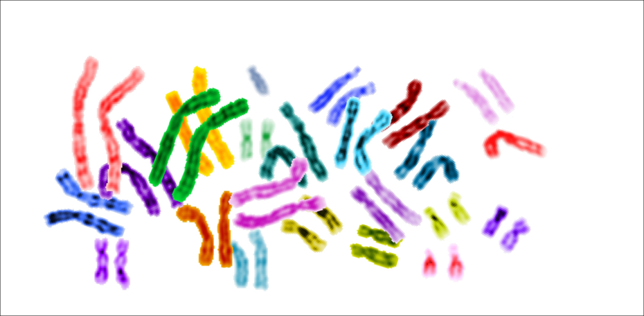 Karyogramm mit eingefärbten menschlichen Chromosomen