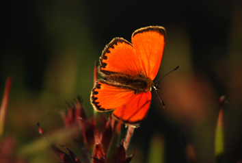 Schmetterling
Quelle: AG Rolff, Freie Universität Berlin