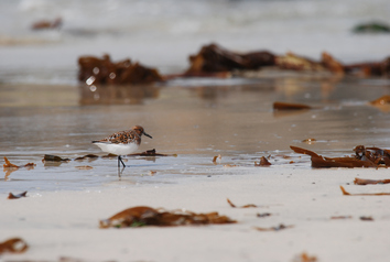 Sanderling
Quelle: AG Rolff, Freie Universität Berlin