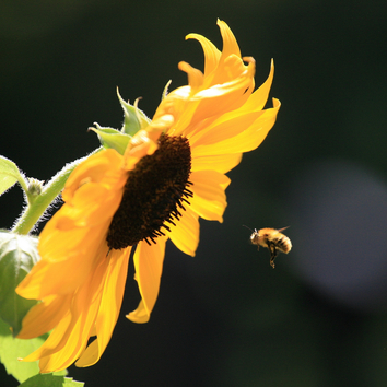 Hummel im Anflug
Quelle: Dr. Clemens Franz