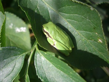 Laubfrosch auf Blatt
Quelle: Kim Geraldine Mortega