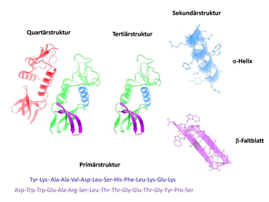 Verschiedene Ebenen der Proteinstruktur