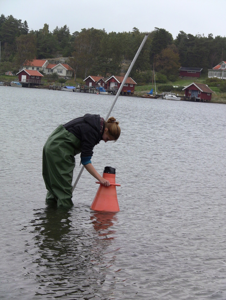 Studentin bei Beobachtungen unter Wasser (Exkursion in Tjärnö)
Quelle: Anja Wakendorf