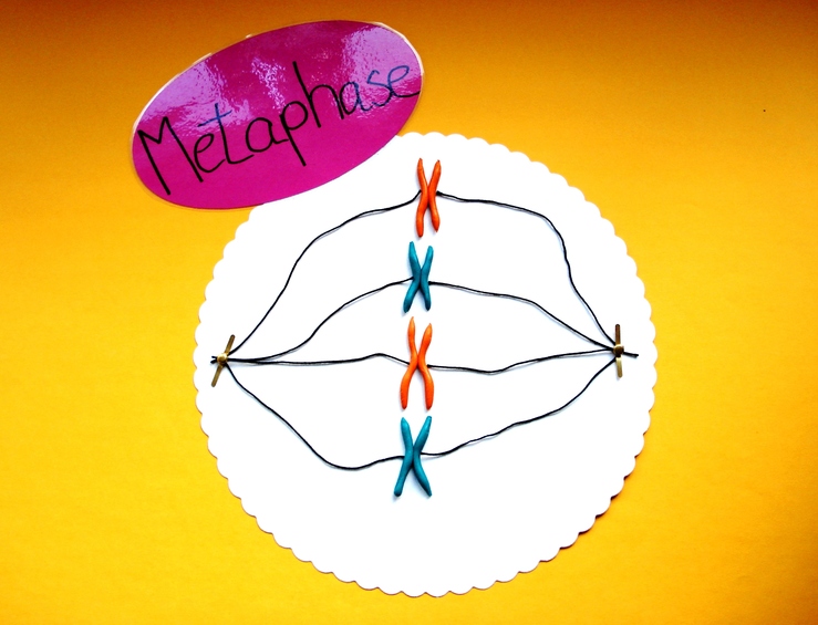 Metaphase der Mitose aus Knete als Ergebnis einer Unterrichtsstunde in der 10. Klasse
Quelle: Sabrina Mathesius
