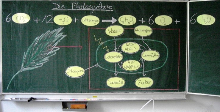 Tafelbild zur lichtabhängigen Reaktion der Fotosynthese
Quelle: Esther Schuppe