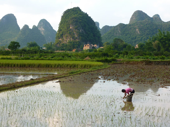 Reisfelder in Guilin
Quelle: Isabel Heger
