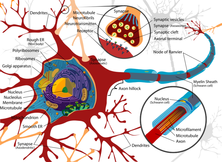 Complete Neuron Diagram
