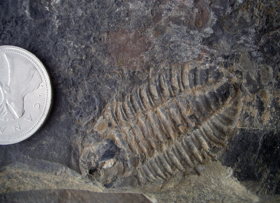 Trilobit (Dreilapper)
Quelle: Ch. Heubeck