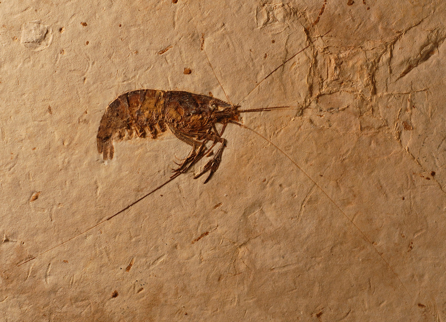Fossile Krabbe
