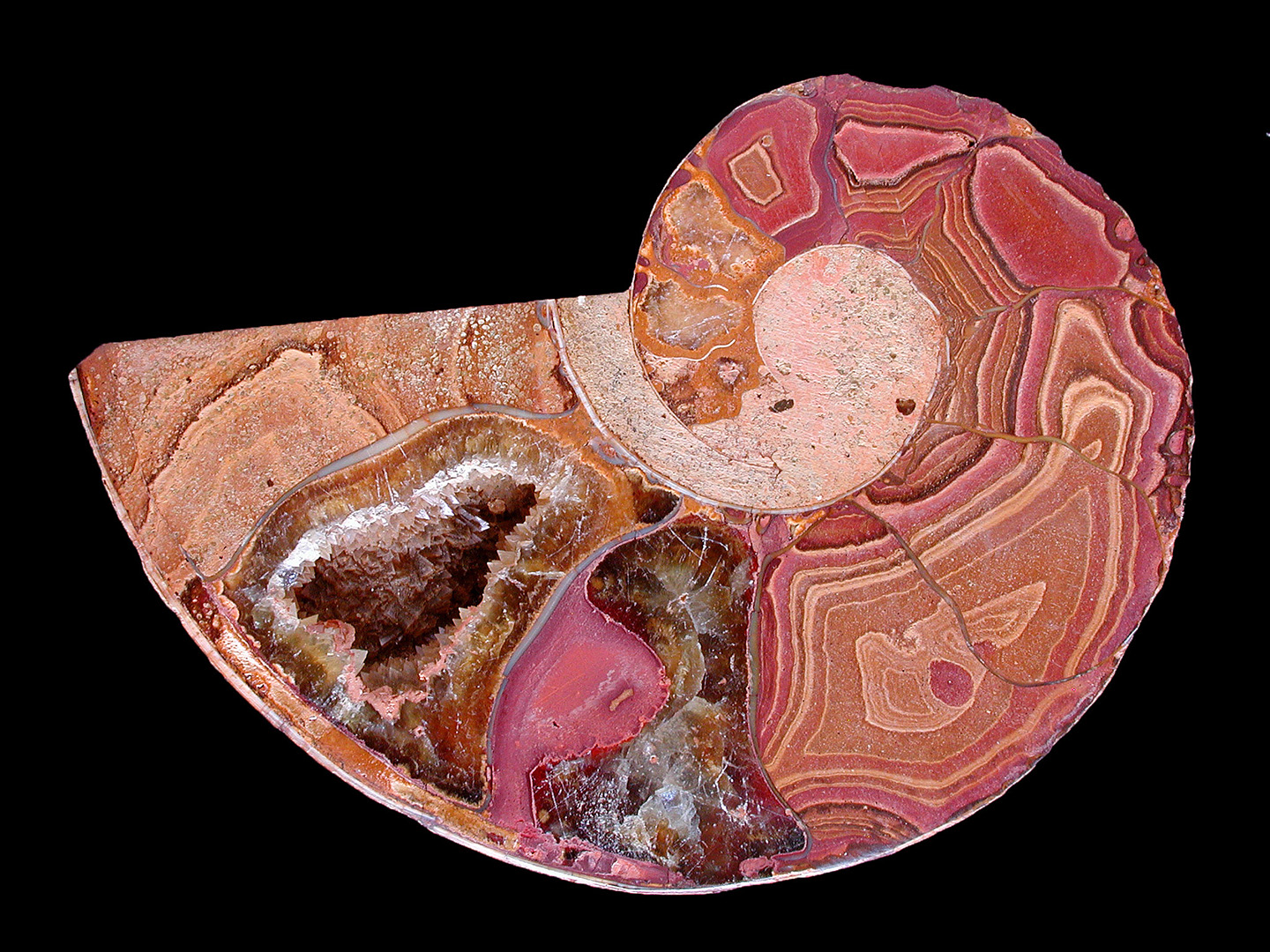 Kammerung eines fossilen Pictetia sp. Ammoniten
