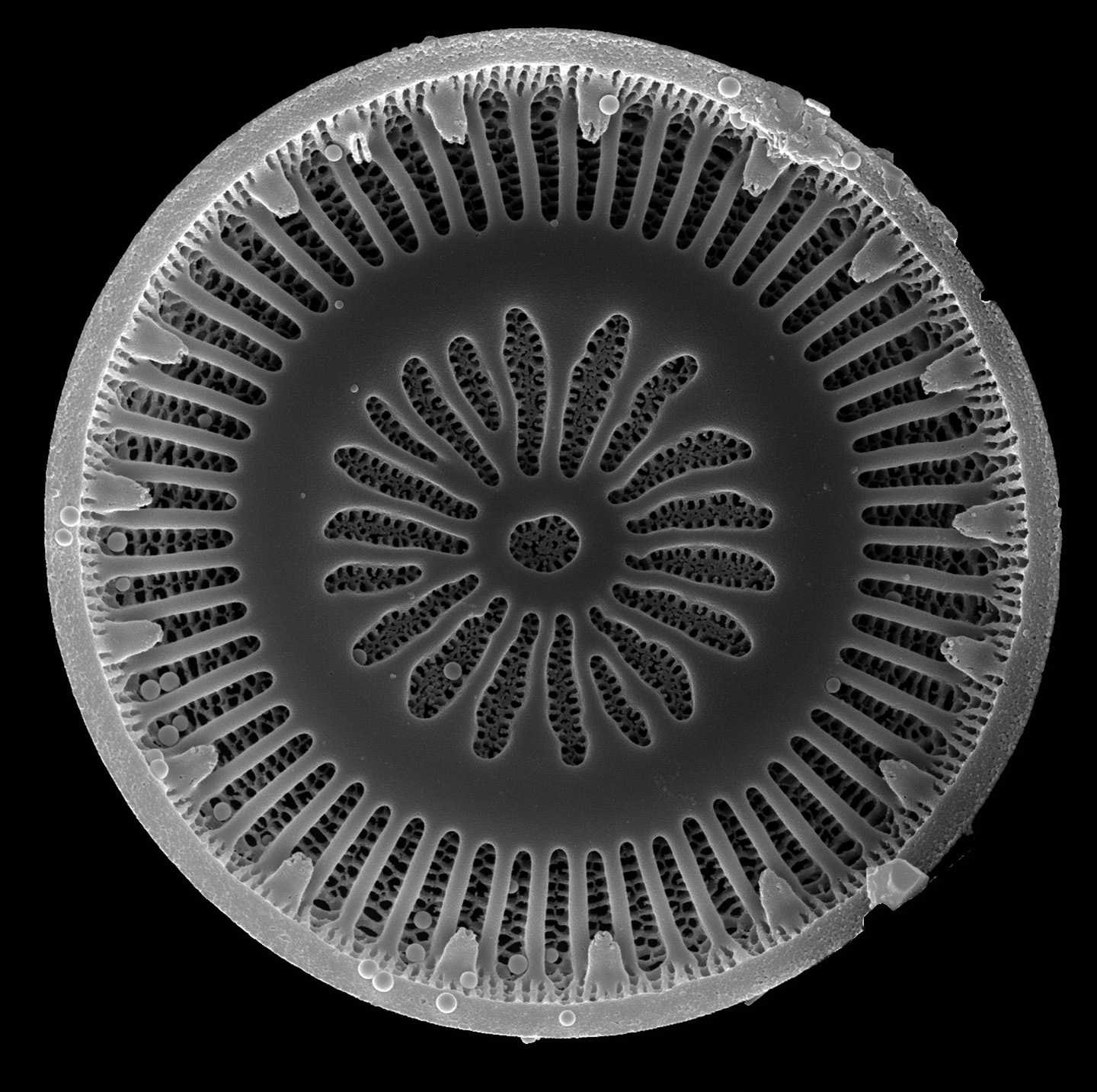 Diatomee unter Raster-Elektronenmikroskop