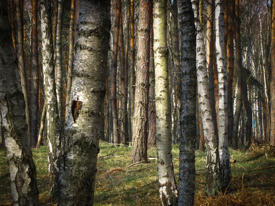 Wenn Sie den Wald vor lauter Bäumen nicht sehen…
Quelle: Lorenz Becker