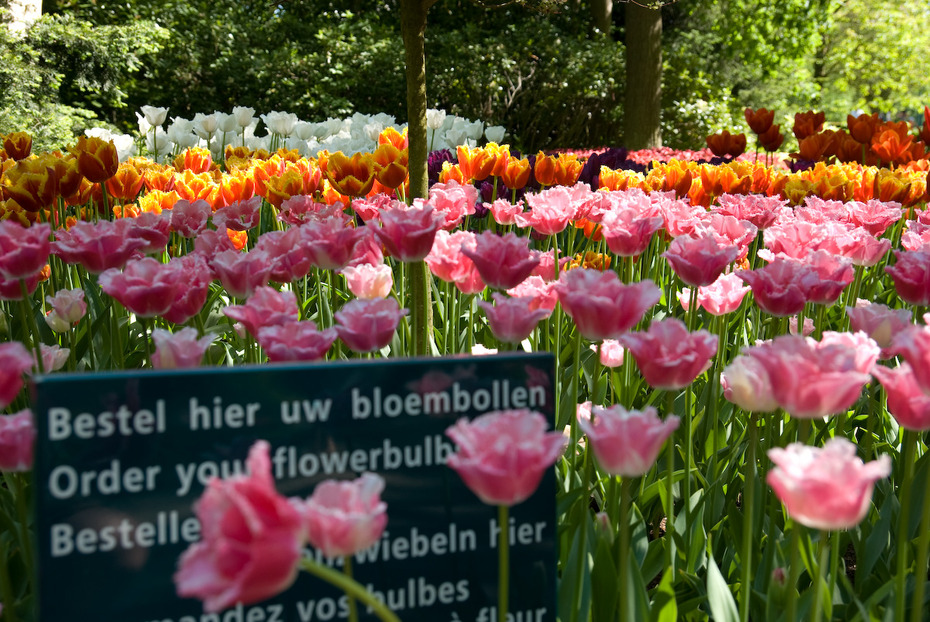 Bloembollen / Blumenzwiebeln