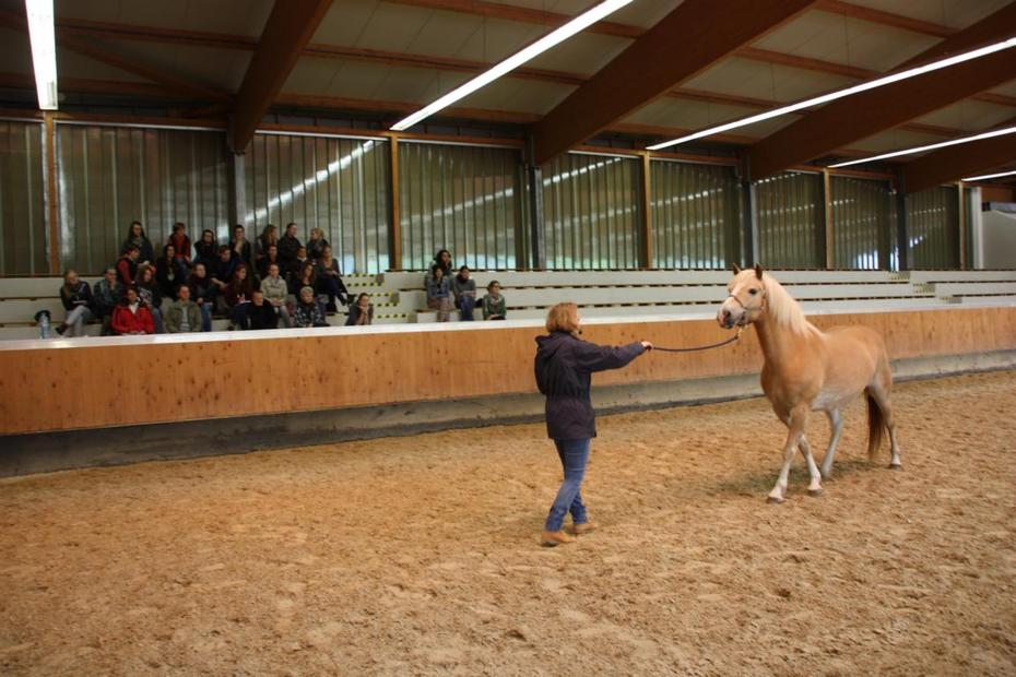 Mensch-Pferd Beziehung
Quelle: Jeelka Reinhardt / CeDiS