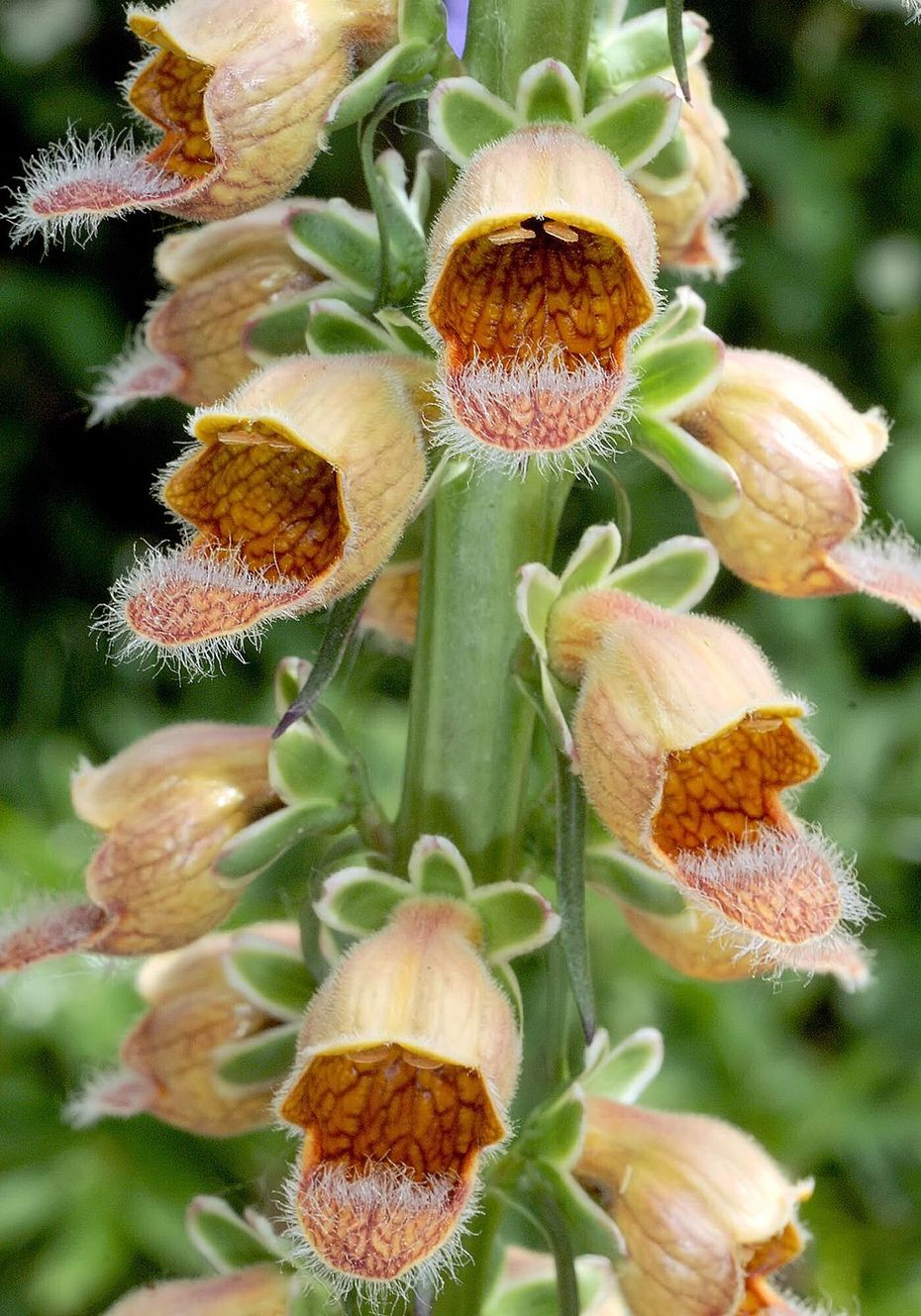 Digitalis lanata EHRH. (Wolliger Fingerhut)