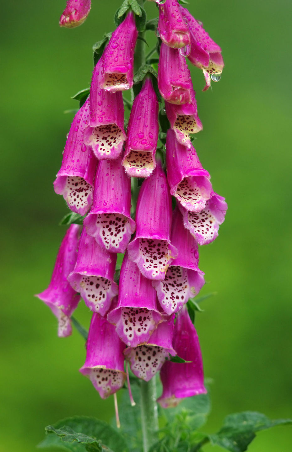 Digitalis purpurea L. (Roter Fingerhut)