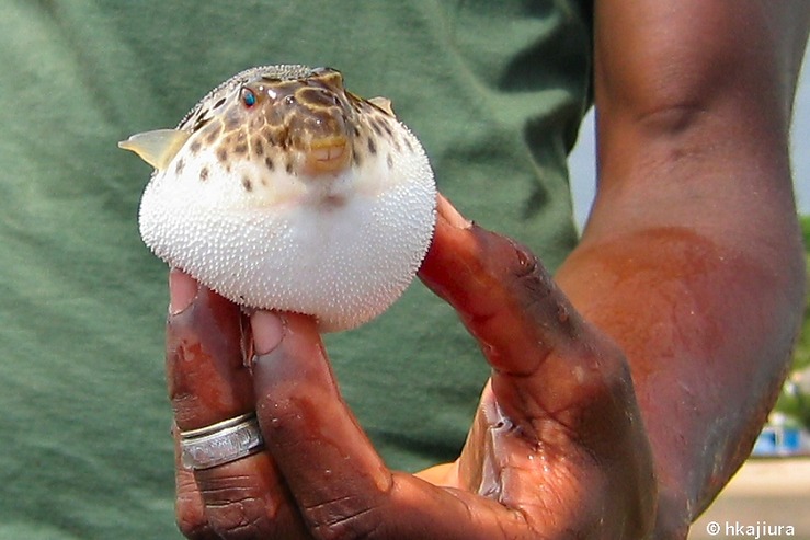 Gefangener (und später wieder ausgesetzter) Kugelfisch am Strand von Itacaré (Brasilien).