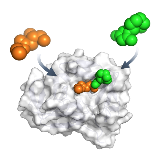 Bindung von Proteinliganden