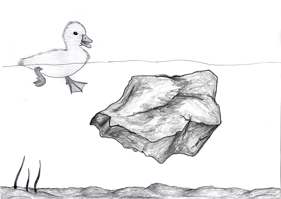 die Ente und der Fels
Quelle: Nikola Schild