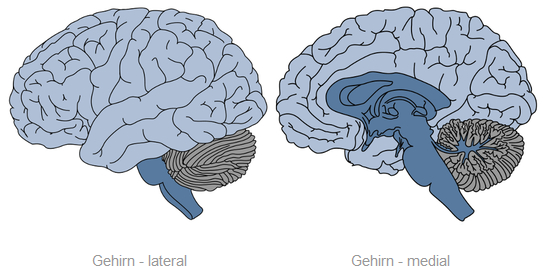 Bild_bspaufgaben_biospych-allgpsych