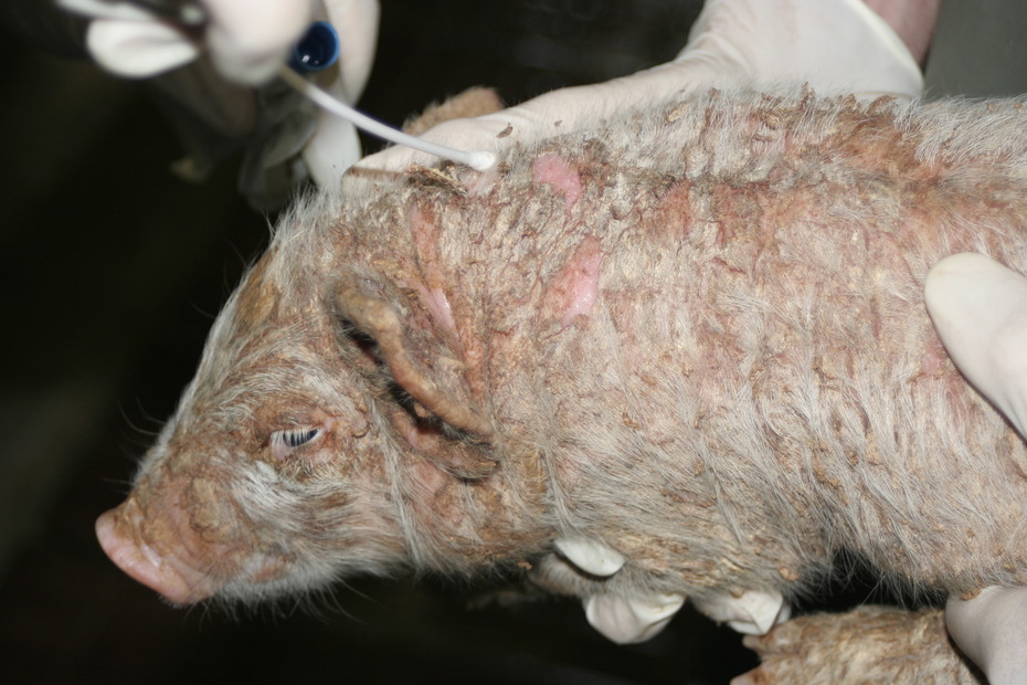 Tupferprobe beim Schwein
Quelle: Klinik für Klauentiere