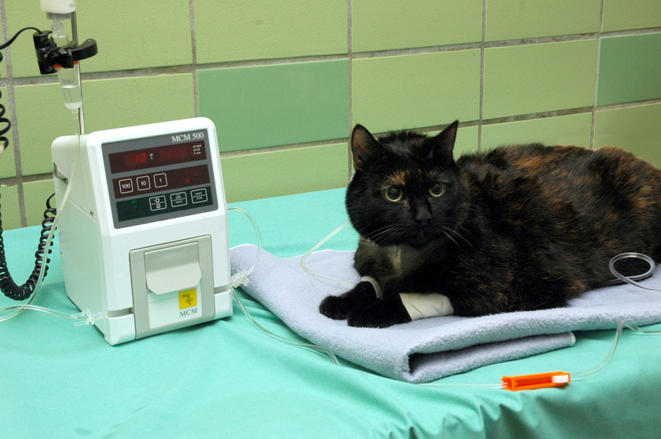 Katze am Infusionmat
Quelle: Klinik und Poliklinik für Kleine Haustiere