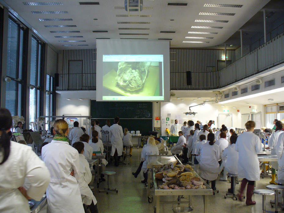 Demonstration im Präparationssaal
Quelle: Institut für Veterinär-Anatomie