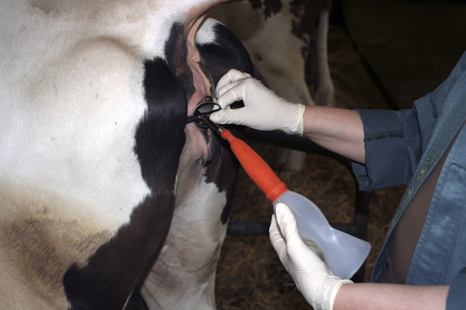 Harnentnahme beim Rind
Quelle: Klinik für Klauentiere